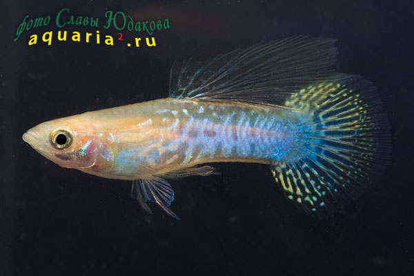 Гуппи (Poecilia reticulata), самец