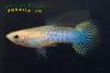 Гуппи (Poecilia reticulata), самец