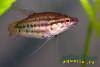  Trichopsis pumila   (Arnold, 1936)