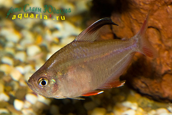  Hyphessobrycon bentosi   Durbin, 1908. Орнатус