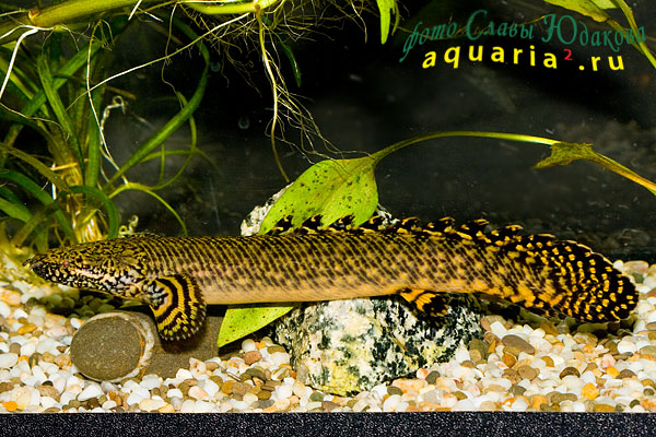  Polypterus delhezi   Boulenger, 1899