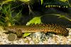  Polypterus delhezi   Boulenger, 1899