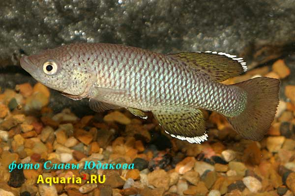 Nothobranchius orthonotus