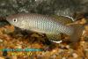 Nothobranchius orthonotus