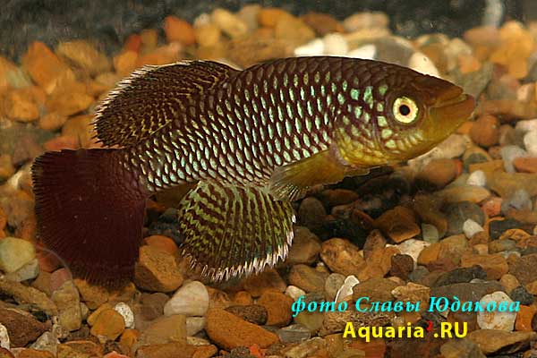 Nothobranchius albimarginatus, самец