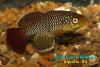 Nothobranchius albimarginatus, самец