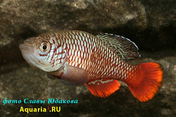 Nothobranchius kirki 'Chilva, MW 94/3'
