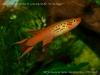 Aphyosemion australe "orange", самец