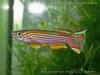 Aphyosemion striatum, самец