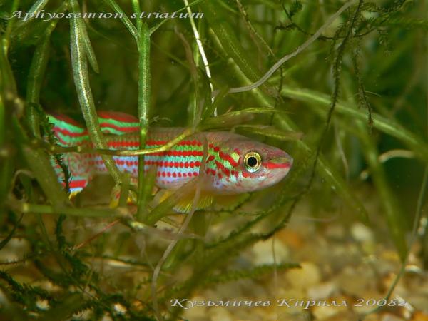 Aphyosemion striatum, самец
