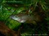 Aplocheilus lineatus, самец