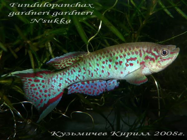 Fundulopanchax gardneri gardneri "N'sukka", самец