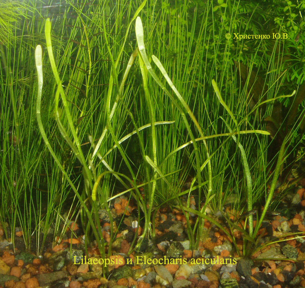 Lilaeopsis i Eleocharis acicularis