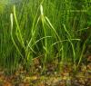 Lilaeopsis i Eleocharis acicularis