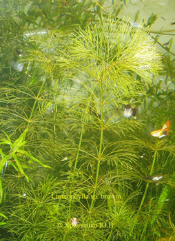 Limnophylla sp. browni.