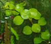 Ludwigia repens