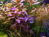 Ludwigia repens Rubin
