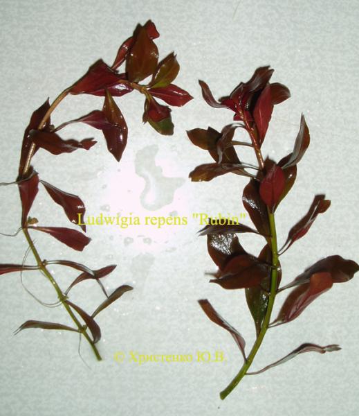 Ludwigia repens kh Rubin