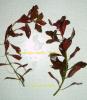Ludwigia repens kh Rubin