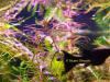 Ludwigia sp. Mini