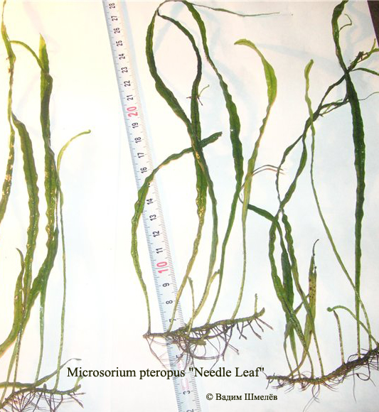 Microsorium pteropus Needle Leaf