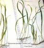 Microsorium pteropus Needle Leaf