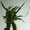 Microsorum pteropus Needle Leaf i Anchor moss