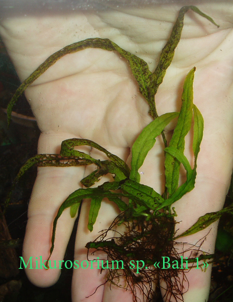 Mikurosorium sp. "BaliⅠ"