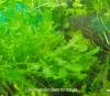 Monosolenium tenerum