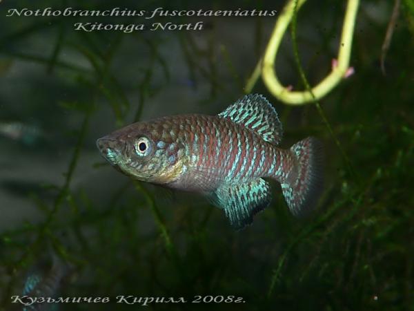 Nothobranchius fuscotaeniatus
