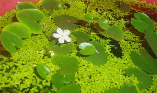 Nymphoides ezannoi