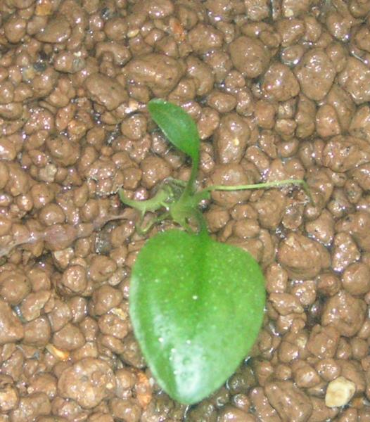 Cryptocoryne elliptica