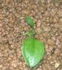 Cryptocoryne elliptica