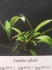Anubias afzeli, каталог Ориентал