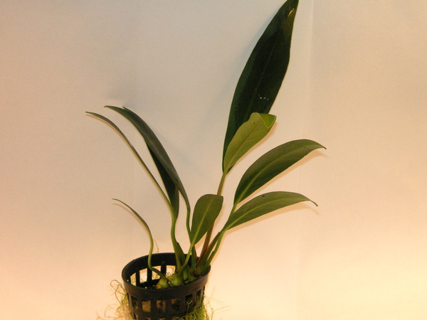 Anubias barteri var. angustifolia 