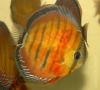 Дискус равнополосый "коричневый "(Symphysodon aequifasciatus), вариетет "Alenquer Curipera"