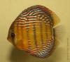 Дискус равнополосый "голубой" (Symphysodon aequifasciatus), вариетет "Semi Royal"