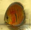 Дискус равнополосый "коричневый" (Symphysodon aequifasciatus), вариетет "Alenquer Curipera"