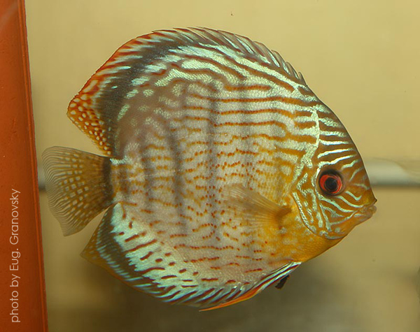 Дискус зеленый (Symphysodon tarzoo), вариетет "Royal Green"