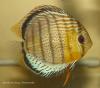 Дискус зеленый (Symphysodon tarzoo), вариетет "Red Spotted"