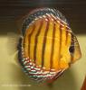 Дискус равнополосый "голубой" (Symphysodon aequifasciatus)