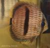 Дискус Хеккеля (Symphysodon discus)