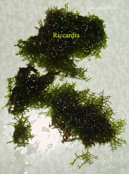 Riccardia