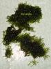 Riccardia