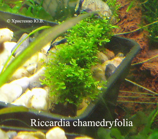 Riccardia chamedryfolia