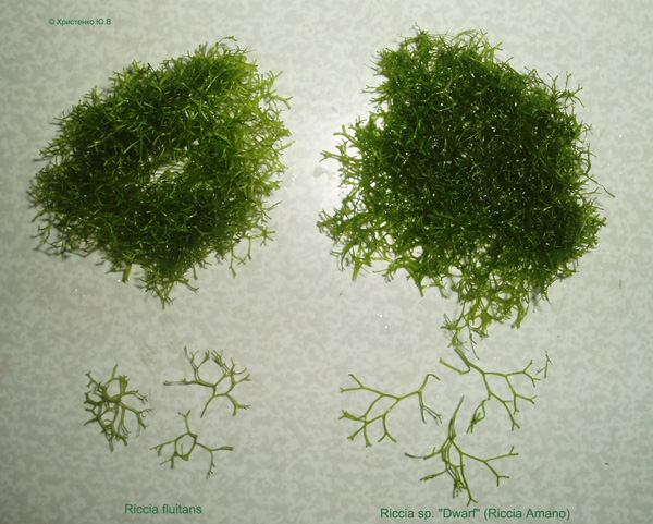 Riccia