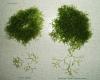 Riccia