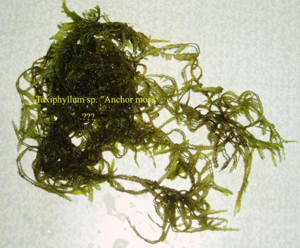 Taxiphyllum sp