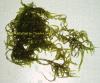 Taxiphyllum sp