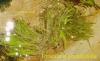 Utricularia graminifolia